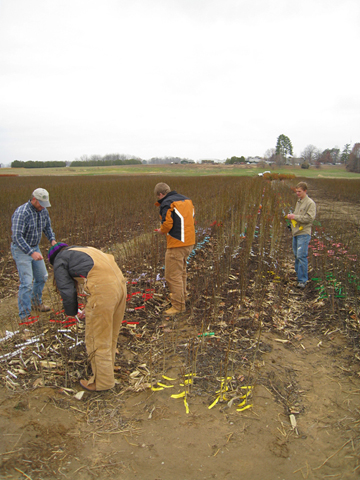 Seedlings are tagged and prepared for lifting and packaging